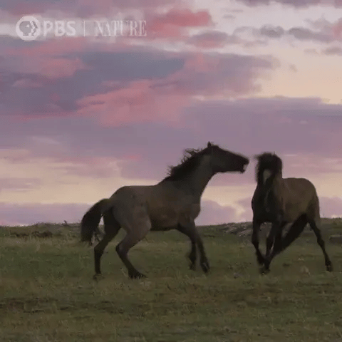 horsefight